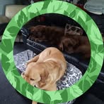 Graham Ring - Facebook