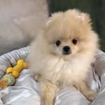 Graham Urlich Von Wild - @maylo_graham_ulrichvonwild_pom - Instagram