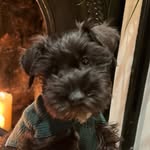 Graham Pombe Tafadhali Winter - @pombewoof - Instagram