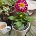 Ginger Himes - Facebook