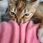 grainne murray - @loommoomcrochet - Instagram