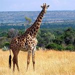 Grant Corbett - @giraffe_57 - Instagram