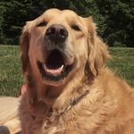 Grant The Golden - @grantthegolden - Instagram