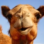 Grant Hamel - @grant_the_camel - Instagram