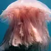 Mariana Ayala - @grant_hoover803071 - TikTok