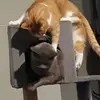 Grant Howieson - @grant.howieson - TikTok