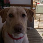 Grant Koehler - @baby_koehler - Instagram