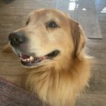 Lori Koehler - @lorigrantkoehler - Instagram
