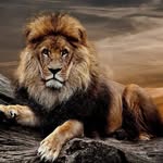 Grant Lion - @grantlion8 - Instagram