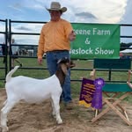 Grant McDaniel - @showin_herefords_29a - Instagram