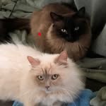 Grant  and North Munchkincats - @grantandnorth - Instagram