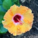 Dawn Grant Pedersen - @dawnfordishes - Instagram