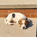 Piper grant - @piper_grant_beagle - Instagram