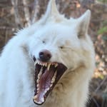 Grant Powell - @he_who_throws_bolts - Instagram