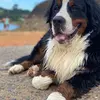 Grant soren Stanton - @grant.soren.stant6 - TikTok