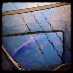 Grant Wallis - @northwestcarpmatches - Instagram