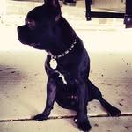 Charlie Grant Wolf - @charlie_grant_wolf - Instagram