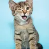 catlover29 - @grantyounger0 - TikTok