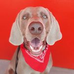 Hudson Gray - @hudson_gray_weimaraner - Instagram