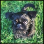 Rupert Gray Watson - @rupertnotabear - Instagram