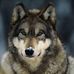 Gray Wolf - Facebook