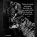 Gray Wolf - Facebook