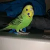 grayson barnes - @mist.audio - TikTok