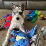 Grayson Gunther Cross - @graysontheeschnauzer - Instagram