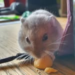 Sir Grayson Davenport Hawthorne II - @sir_grayson_hawthorne_2nd - Instagram