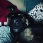 Grayson Evans - @graysons_dogs - Instagram