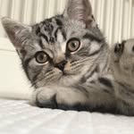 Grayson Lloyd - @graysonthetiger - Instagram