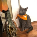 Grayson Manning - @graysonmeowcat - Instagram