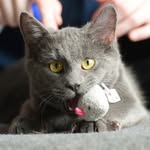 Grayson McClain - @graysonisasmellycat - Instagram