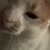 graysonnorris56 - @daydriansnumber1meatride - TikTok