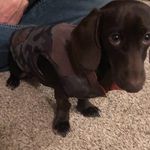 Grayson Ramsey - @mapesthegreat - Instagram