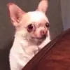 Grayson Shelton - @grayson.shelton0 - TikTok