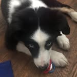 Grayson🐾 - @grayson.theaustralianshepard - Instagram