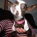 Green Ash Farm - Facebook
