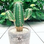 Jun - @greenbellir - Instagram
