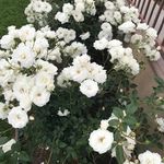 Cyprian Greer Henderson - @cypriangreerhen50 - Instagram