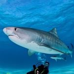 Greg Alton - @dodg.e.todger - Instagram