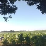 Greg Ancheta - @ancheta.greg - Instagram
