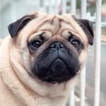 Greg Antonio The Pug 🐶🐾 - @itsgregthepug - Instagram