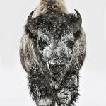 Greg Arends - @arendsgreg - Instagram