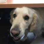 Greg Ashworth - @greggles.ashie - Instagram