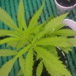 Greg Augustine - @greg.augustine.338 - Instagram