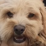 Barneythecovodle - @barney_greg - Instagram