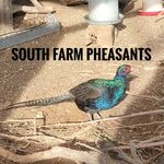 Greg & Kelcey Bartholomew - @south_farm_pheasants - Instagram