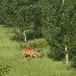 Greg Bouchard - @bouchardgreg - Instagram