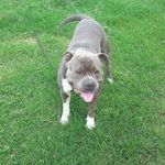 Greg Boynton - @808idlots - Instagram